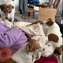 steven.oliver2 on One Bite Pizza App