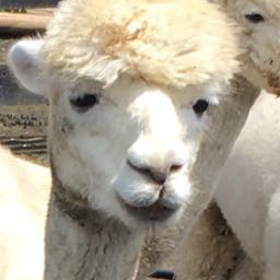 shane.granier on One Bite Pizza App