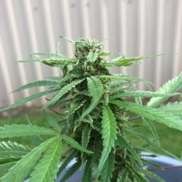 rob.jerico on One Bite Pizza App