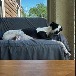 lance.robertson1 on One Bite Pizza App