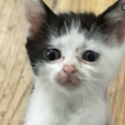 esmith.trenton on One Bite Pizza App