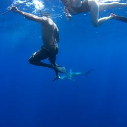 romark.weiss on One Bite Pizza App