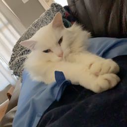 breck.kline on One Bite Pizza App