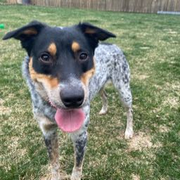 tyarlo on One Bite Pizza App