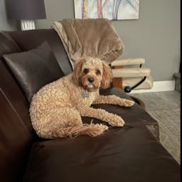 winstonthecavapoo on One Bite Pizza App