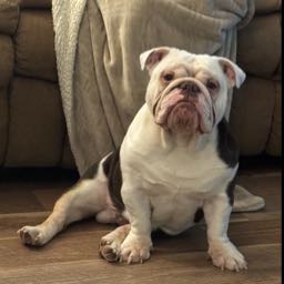 nick.taylor31 on One Bite Pizza App