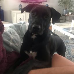 rdlester83 on One Bite Pizza App