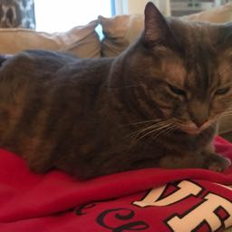 cjgambon on One Bite Pizza App