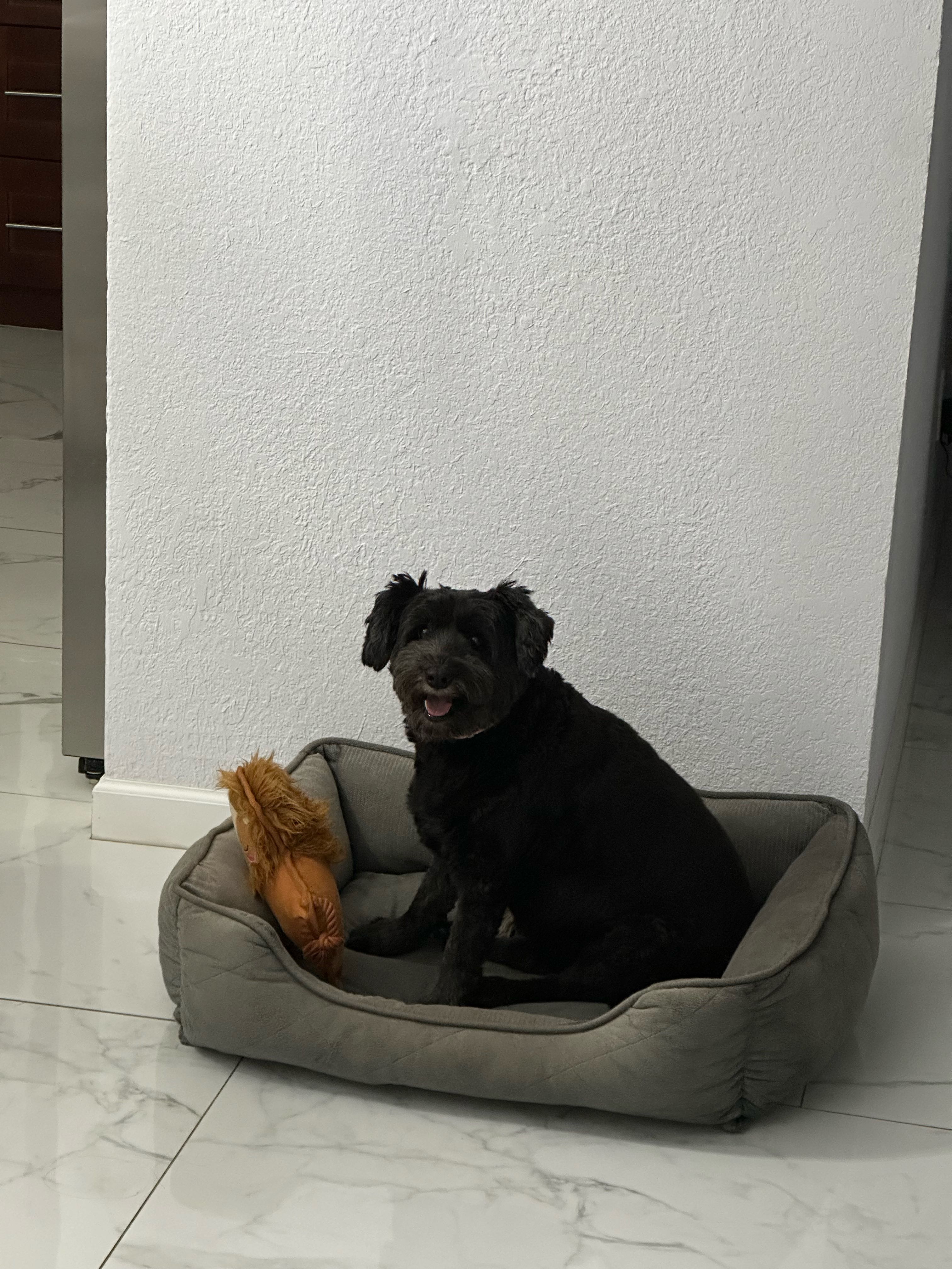 gustavo.martinez2 on One Bite Pizza App