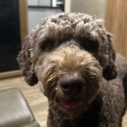 cookncamp on One Bite Pizza App