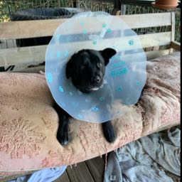 dovie on One Bite Pizza App