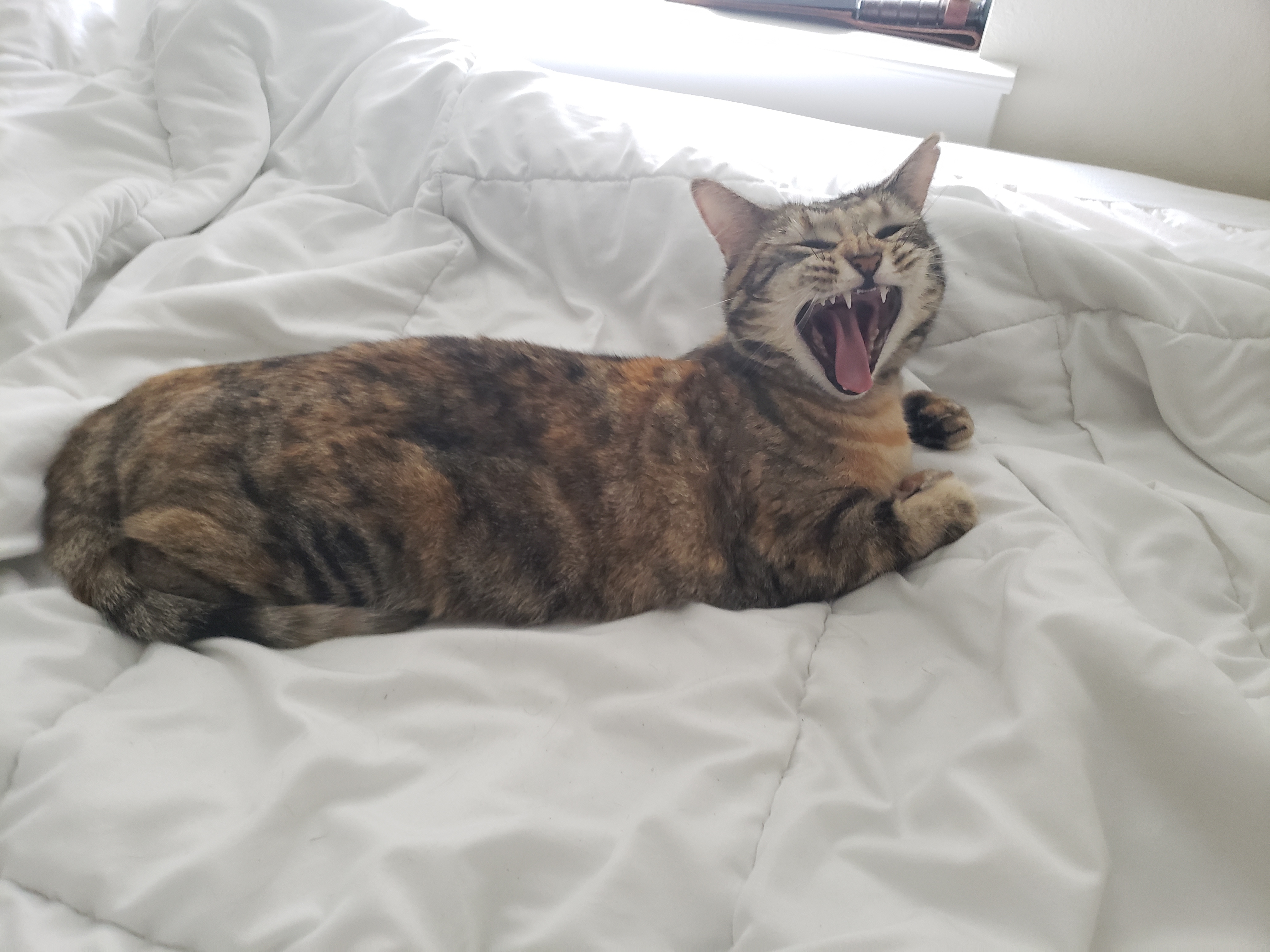 gabriel.sanchez1 on One Bite Pizza App