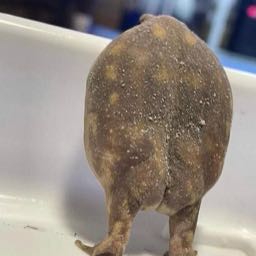 jordan.benny on One Bite Pizza App