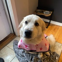 richard.delsoldato on One Bite Pizza App