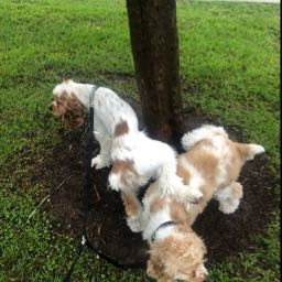 chris.pizza69 on One Bite Pizza App