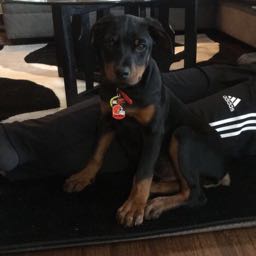 twheels25 on One Bite Pizza App