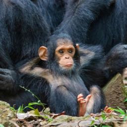 t.der. on One Bite Pizza App