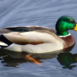 jack.simoneau2 on One Bite Pizza App