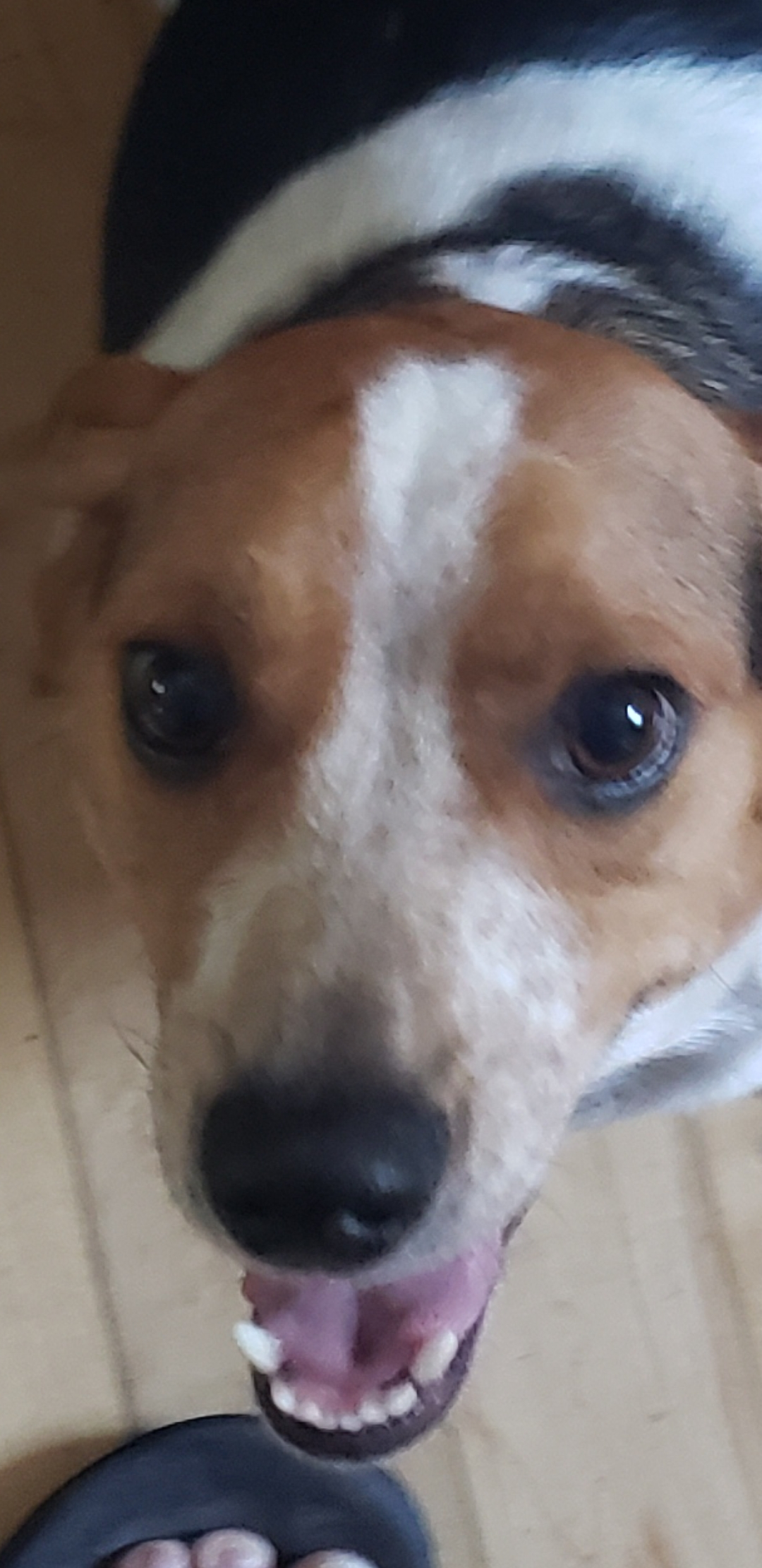 jason.nilges on One Bite Pizza App