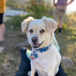 yoantman on One Bite Pizza App