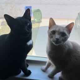 caleb.nesbitt on One Bite Pizza App