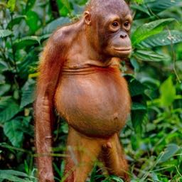 bart.dangle on One Bite Pizza App