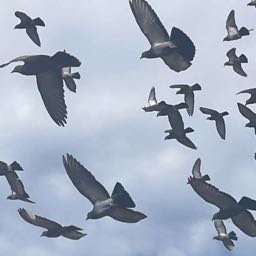 finn.mullen on One Bite Pizza App