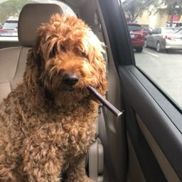 cresta on One Bite Pizza App