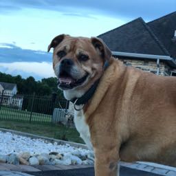 nick.arrante on One Bite Pizza App