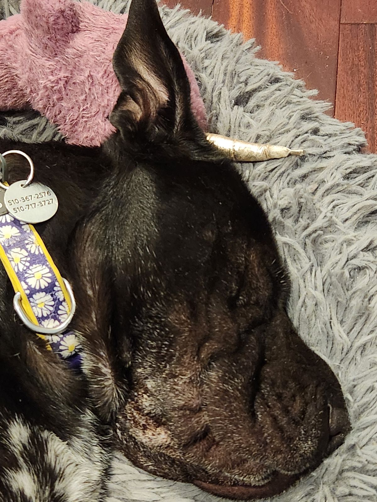 mushy.mumu on One Bite Pizza App