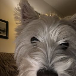 fred.lambrecht on One Bite Pizza App