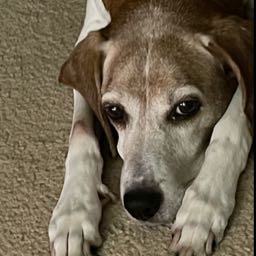 a.i7 on One Bite Pizza App