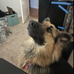 william.corona on One Bite Pizza App