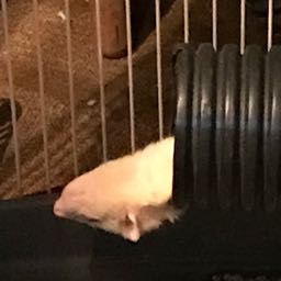 gottatrythemall1025 on One Bite Pizza App