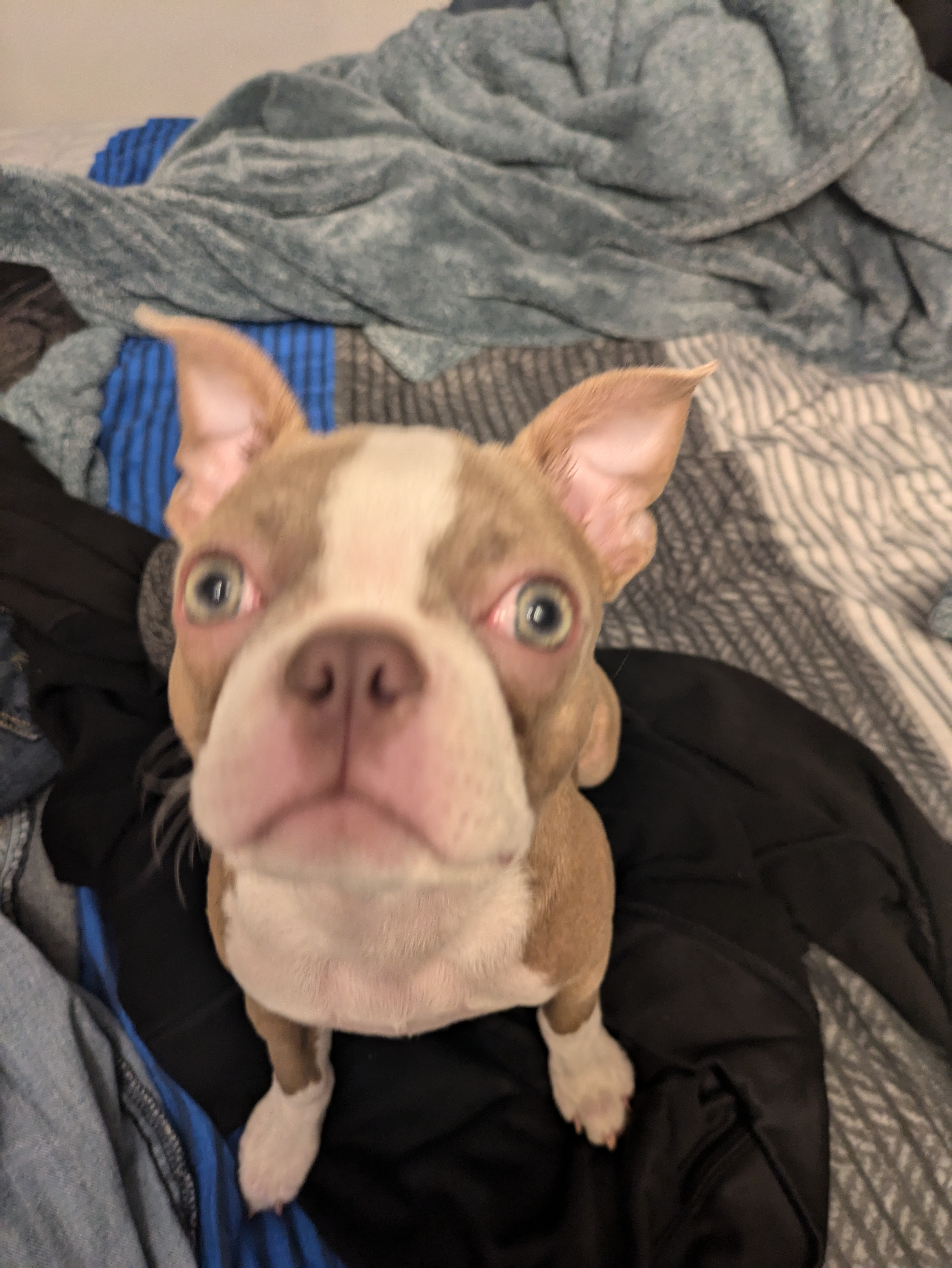 gaige.seggie on One Bite Pizza App