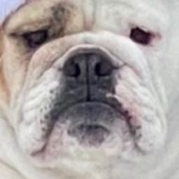 hayden.fial on One Bite Pizza App