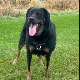 skutt on One Bite Pizza App