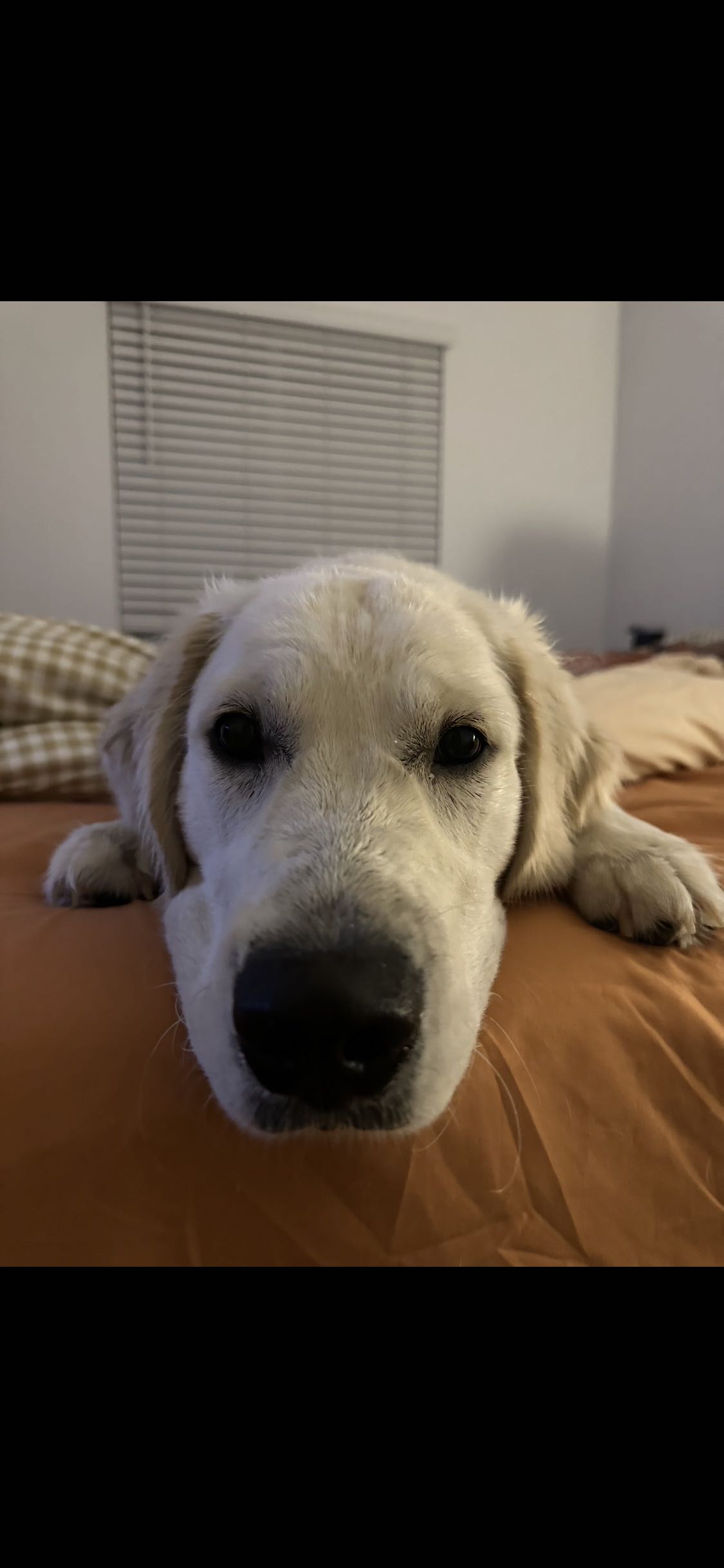 tropicescape on One Bite Pizza App