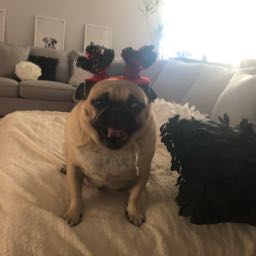 xxolivexx on One Bite Pizza App