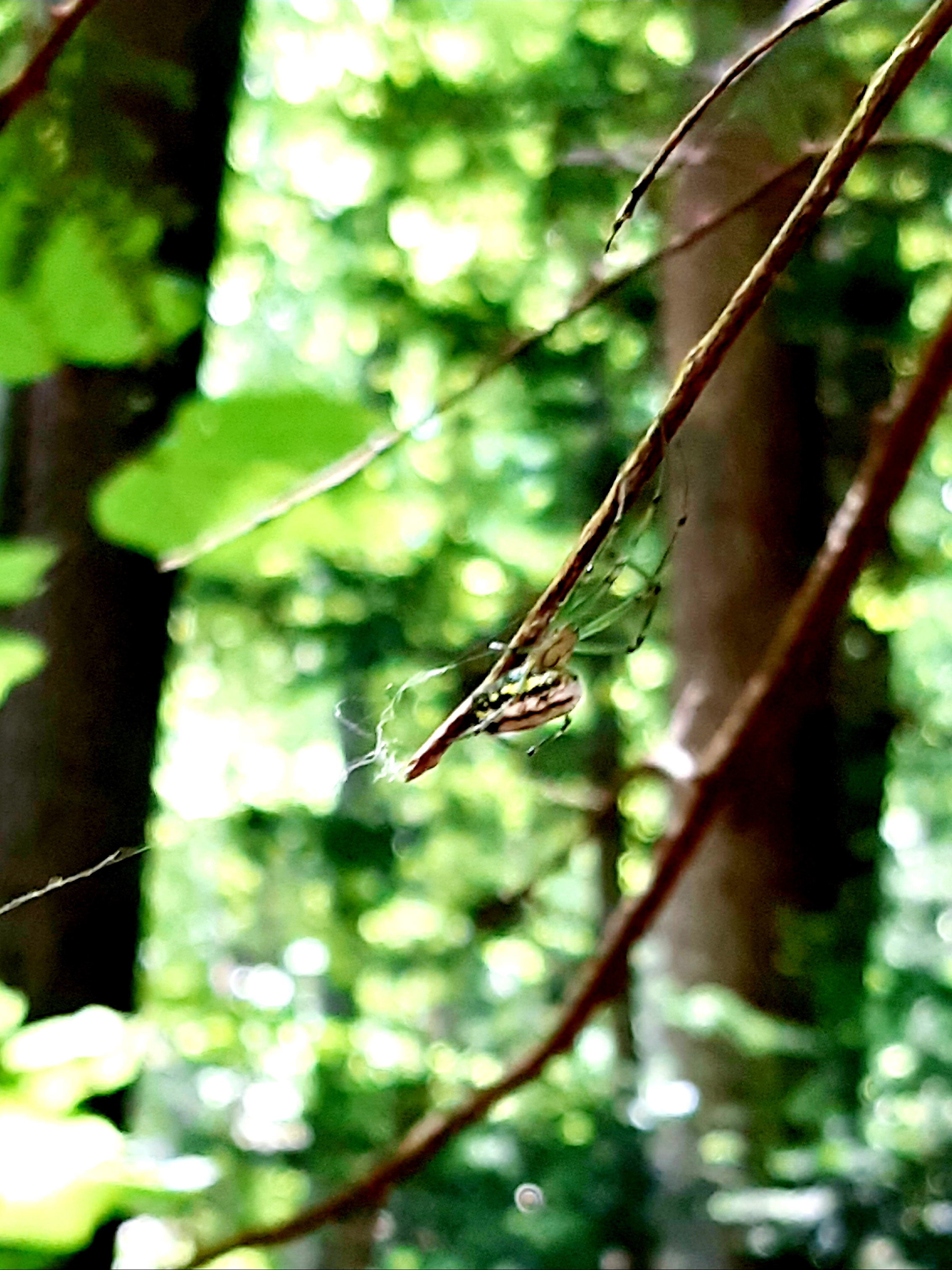 stephano.rodriguez on One Bite Pizza App