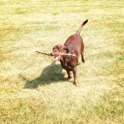 lucas.wilson1 on One Bite Pizza App