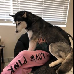 t3al on One Bite Pizza App