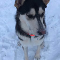 sebastian on One Bite Pizza App