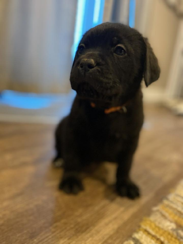 ben.williams19 on One Bite Pizza App