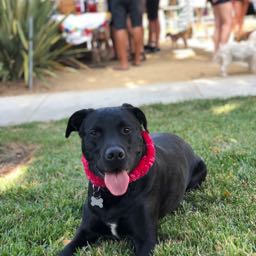 kristen.starick on One Bite Pizza App