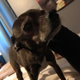 spencer.cormier on One Bite Pizza App