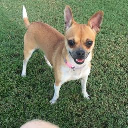 stephen.hodges on One Bite Pizza App