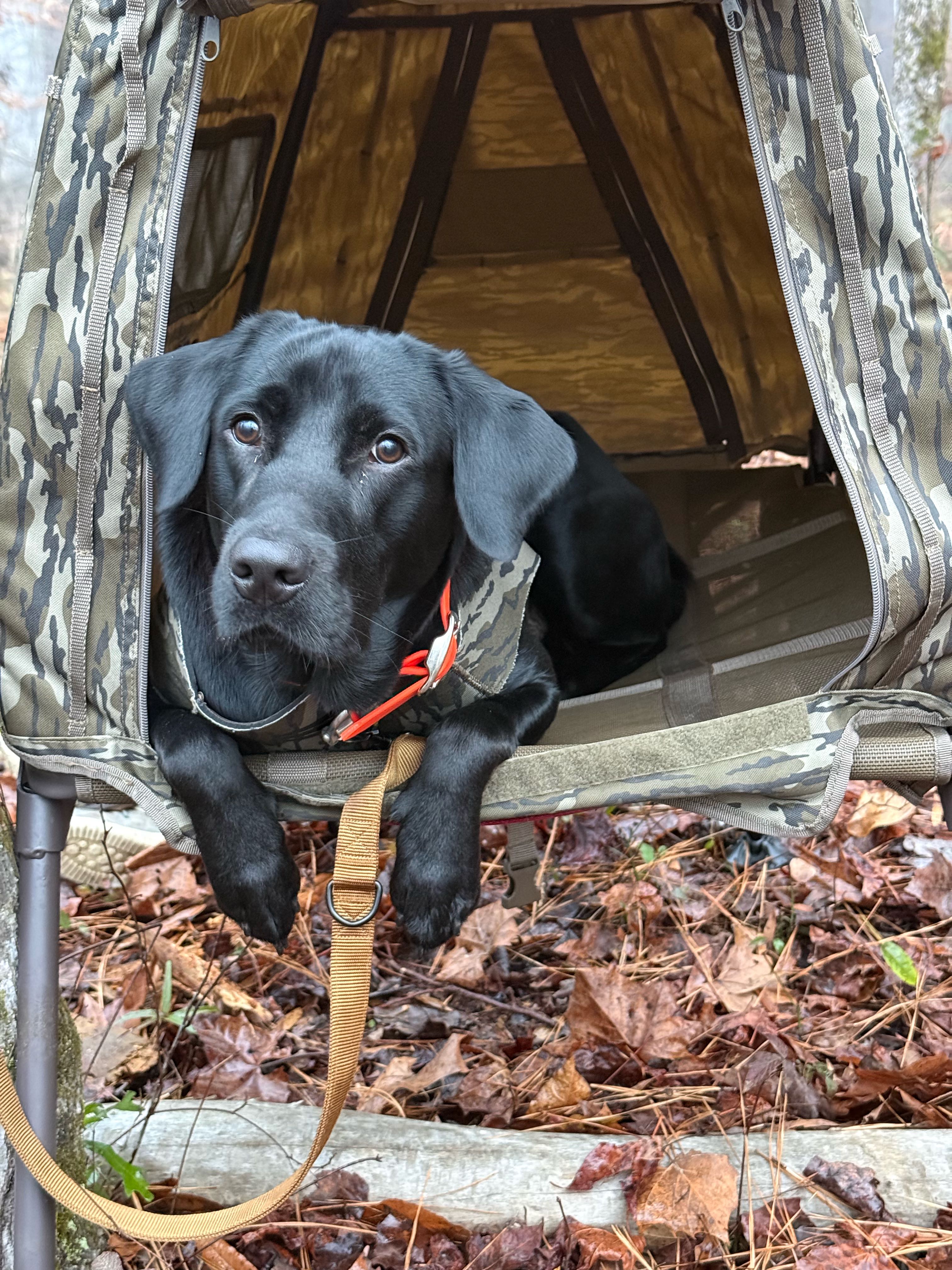 conan.the.barbarian on One Bite Pizza App