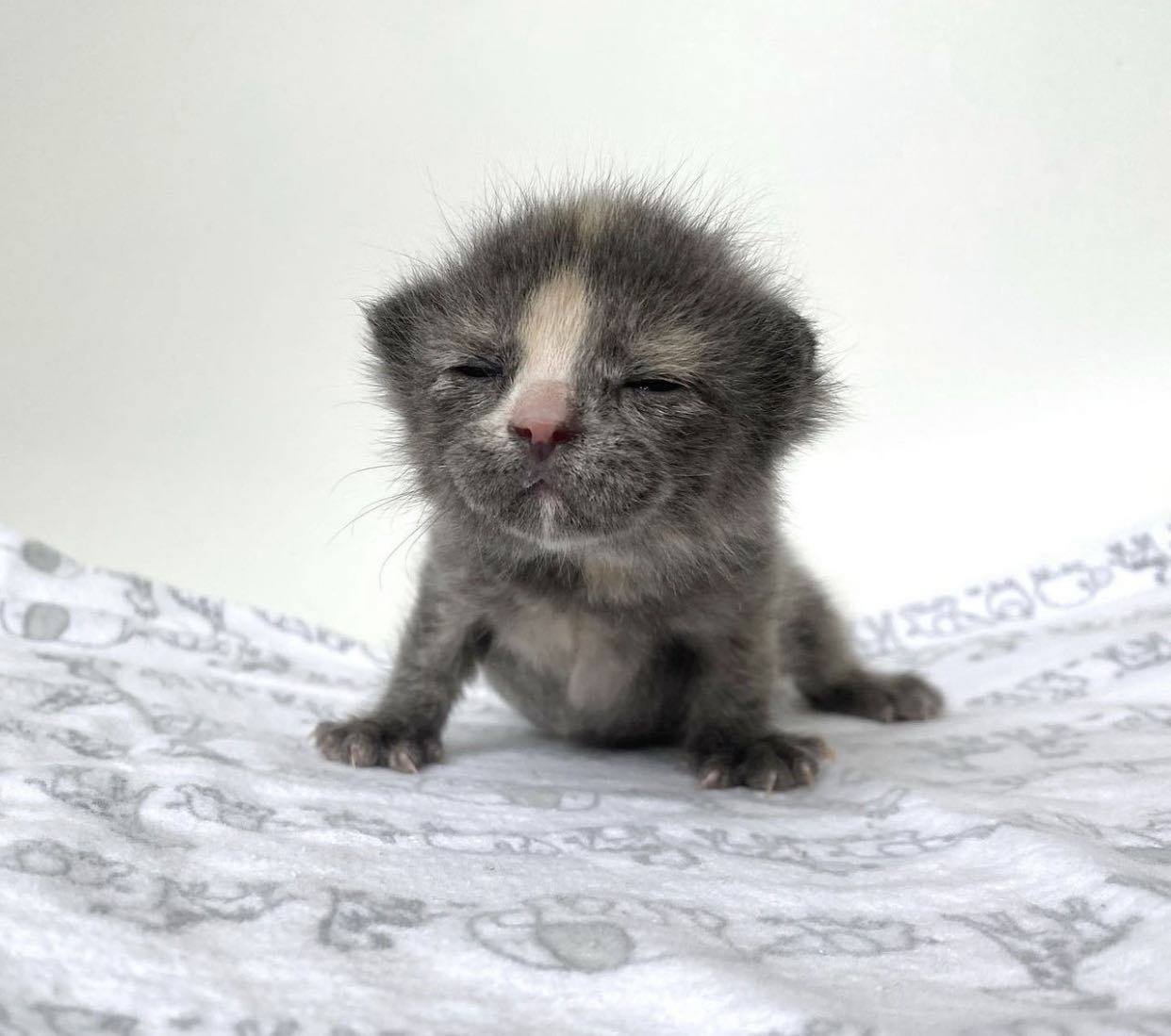 unknownscrampton on One Bite Pizza App