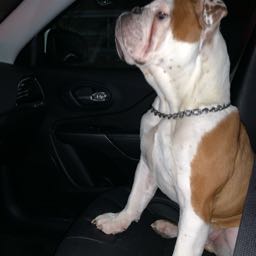 zac.cokes on One Bite Pizza App